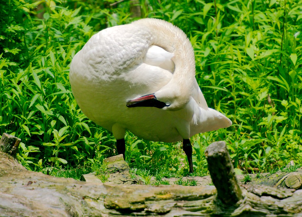 Swan_3
