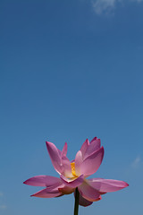 Lotus in the Sky