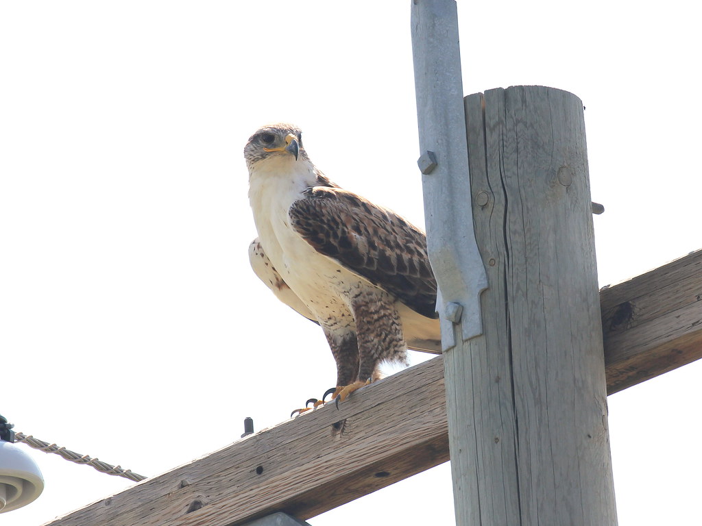 Photograph titled 'Ferruginous Hawk'