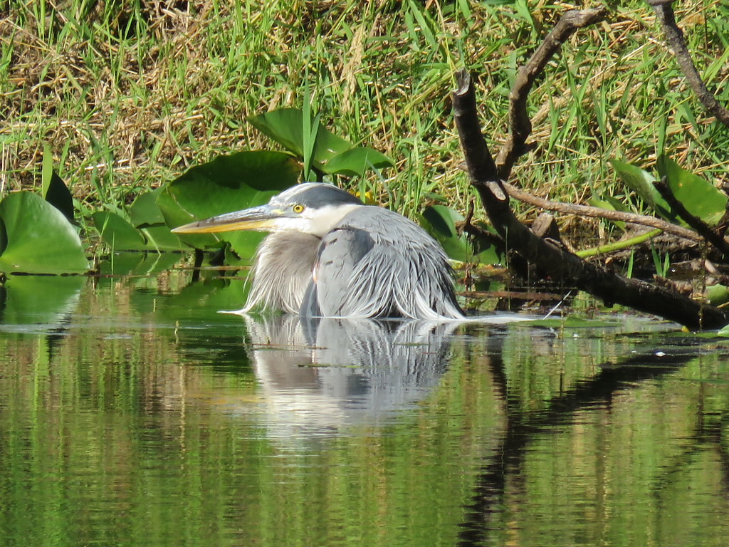 Heron taking a dip in the Comox Valley
