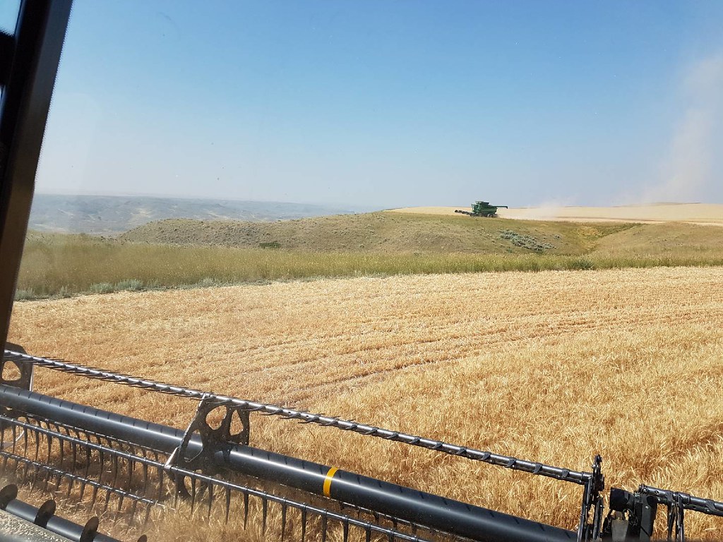 Schemper 2017 - Montana Wheat Harvest