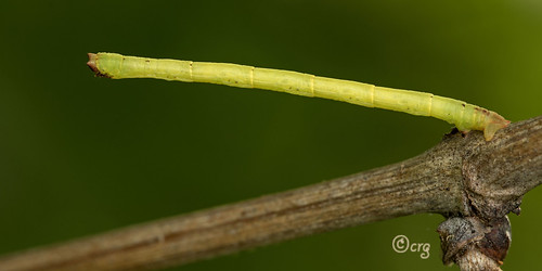 pennsylvania bradfordcounty pisgah caterpillar lessergrapevinelooper eulithisdiversilineata nationalmothweek2017