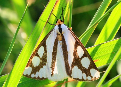 reversed haploa moth ludwig preserve winneshiek county iowa larry reis