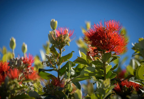 newzealand nikond750 southisland bankspeninsula akaora flowers pōhutukawa