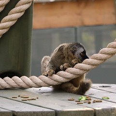 Lemur Rope Lounging 7D2_2576