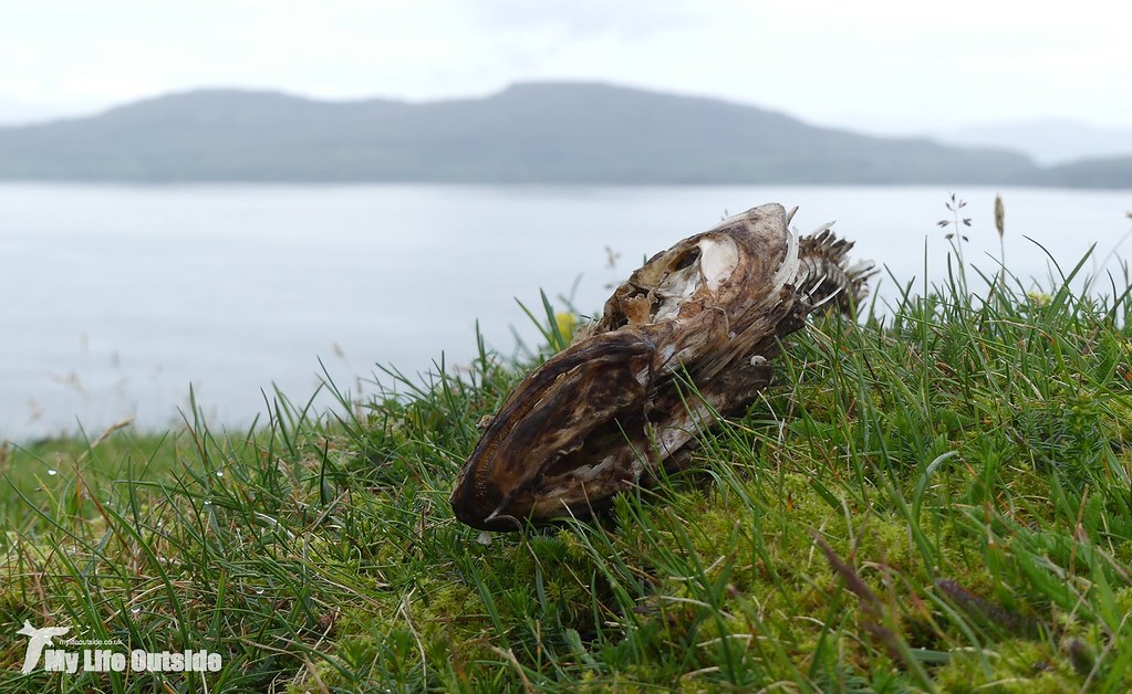 P1090731 - Sea Eagle Meal, Isle of Mull