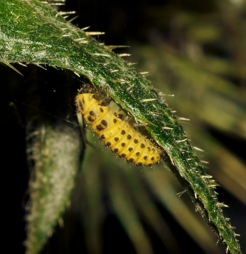 22-spot ladybird (Psyllobora 22-punctata) larva