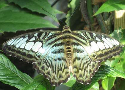 Boston Museum of Science Butterfly Garden