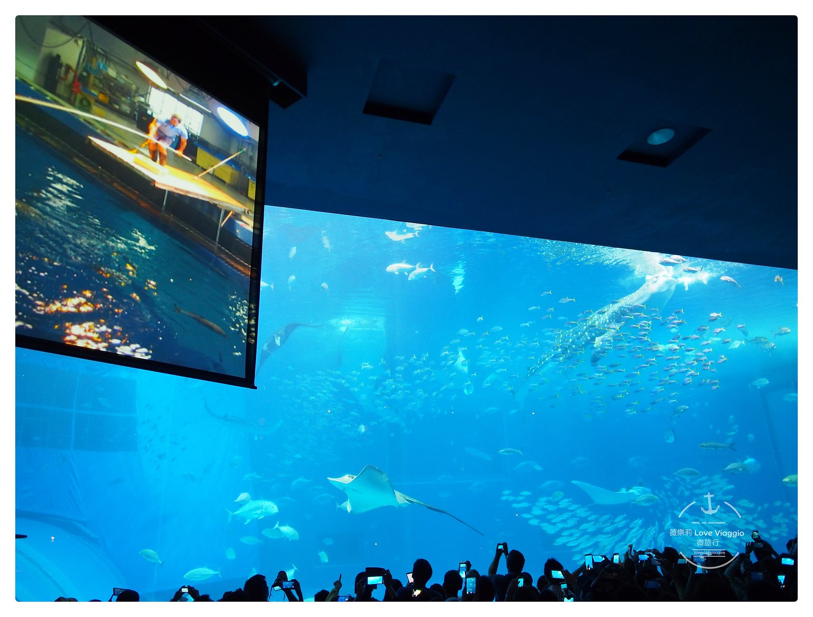 水族館,沖縄海水族館,沖繩,美麗海水族館,鯨鯊,鯨鯊進食秀 @薇樂莉 - 旅行.生活.攝影