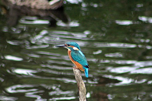 seaton wetlands devon common kingfisher alcedo atthis