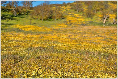 california landscape wildflowers