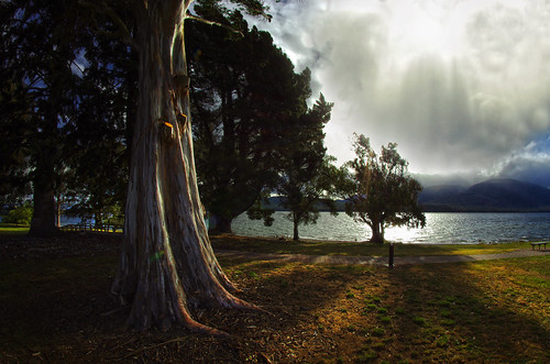 lake te anau teanau see backlight gegenlicht reflexion baum tree weitwinkel fisheye wide angle landscape landschaft neuseeland newzealand southisland südinsel