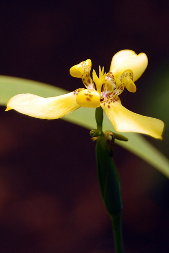 gunungsimpang forests orchid flora biodiversity westjava flower forestmanagement naturalresources indonesia cifor verticals rainforests kabupatencianjur jawabarat id