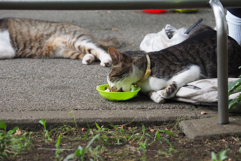 東池袋中央公園の猫。広場でお食事中の猫達。