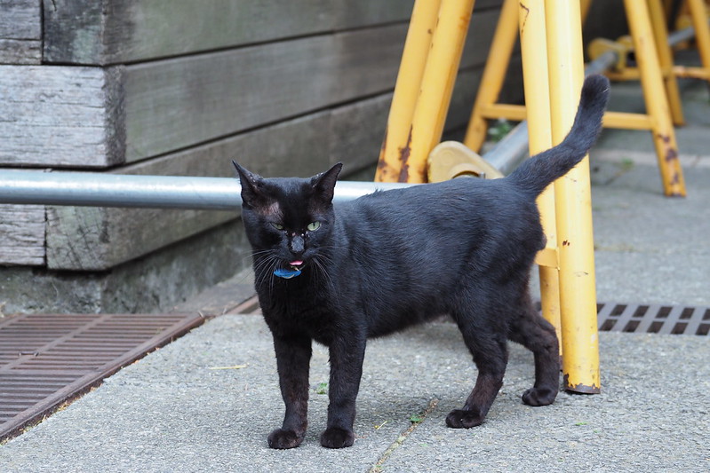 東池袋中央公園の猫。うちの小春さんに興味を持つ黒猫。