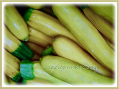 Harvested deep yellow coloured Zucchini (Courgette, Italian Marrow, Summer Squash), 30 July 2017