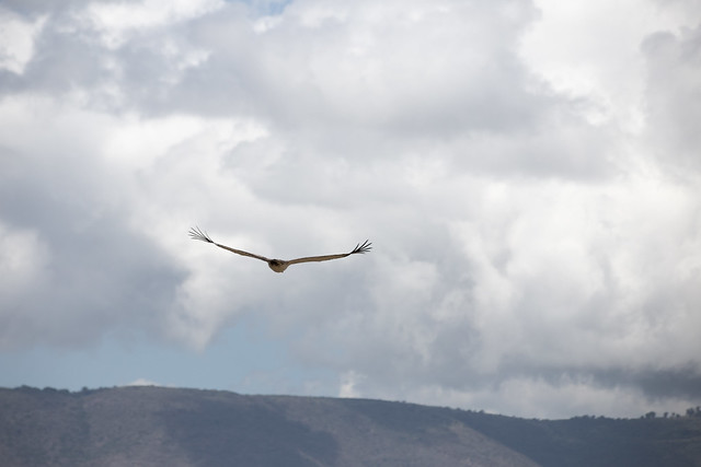 Martial Eagle - Ngorongoro Crater