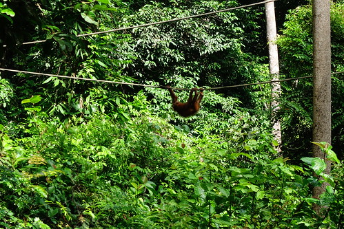 西必洛人猿保育中心