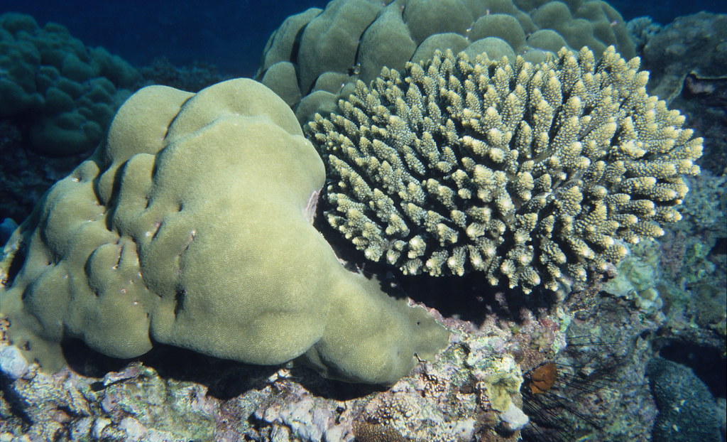 Healthy coral assemblage, Comoros.