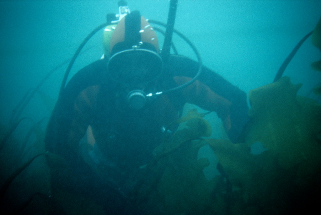 Diving among the Arctic kelps.