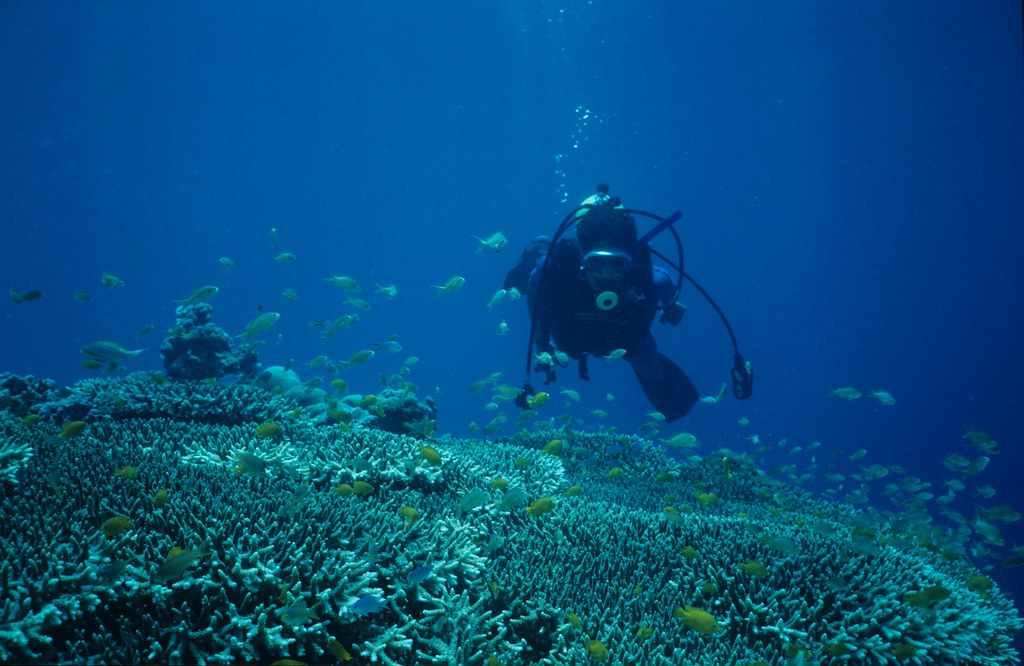 Diving off Cebu, Philippines.