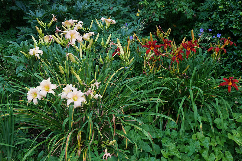 garden latejuly daylily06