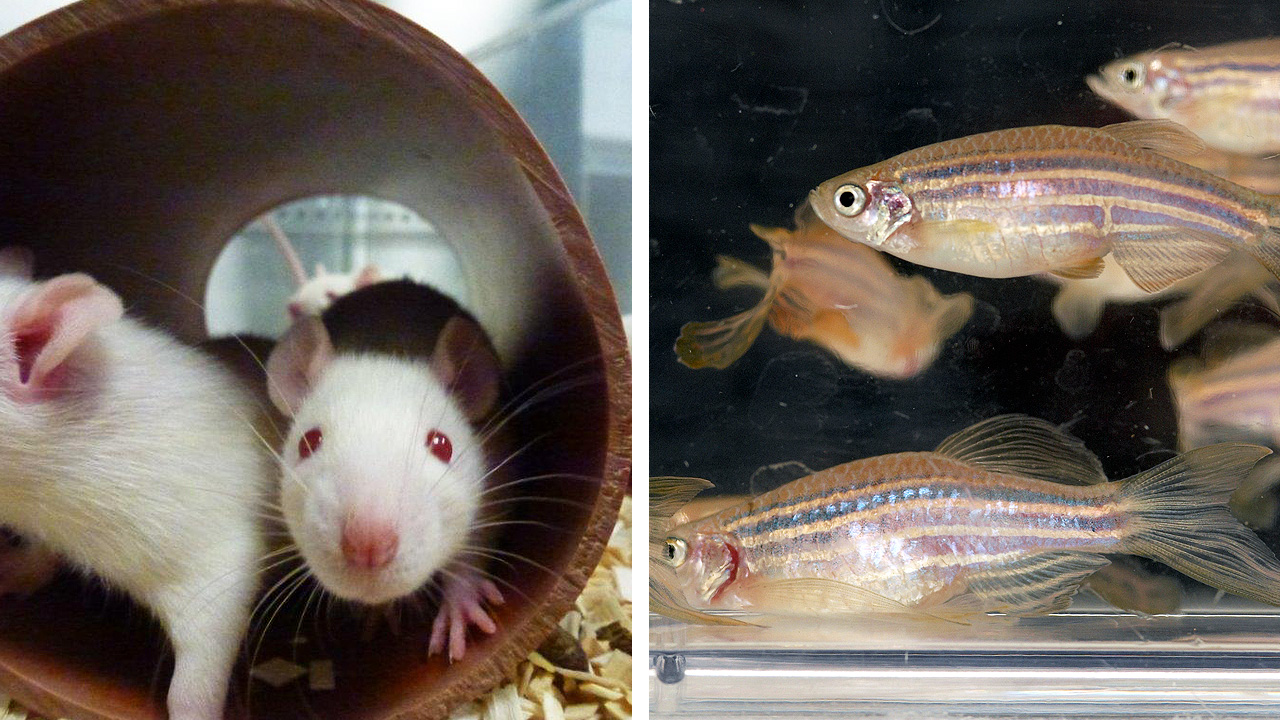 Side by side pictures of white mice and zebrafish in use for animal research at University of Bath
