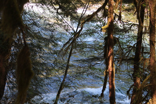 mckenzie river trail willamette deschutes national forest blue eugene bend oregon hiking