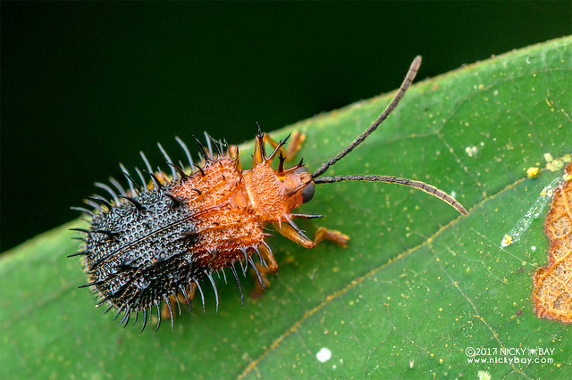 Spiny leaf beetle (Dactylispa sp.) - DSC_7274