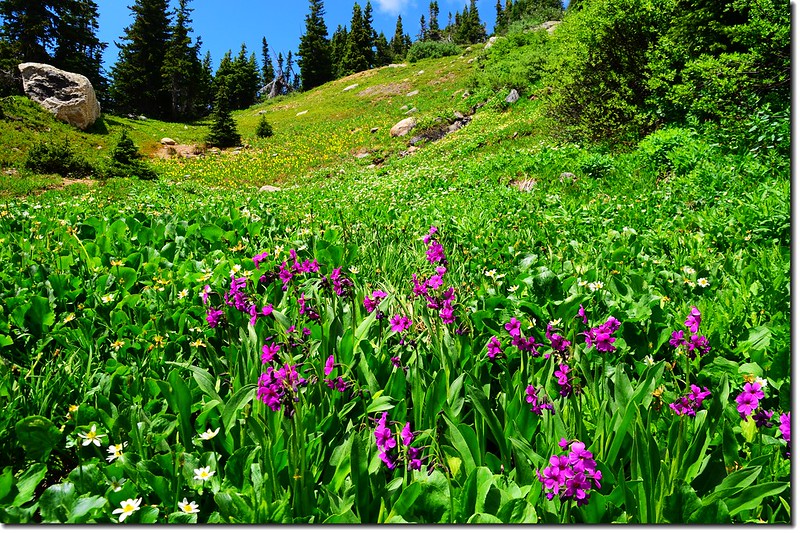 Wildflowers along the Arapaho Pass trail  (5)