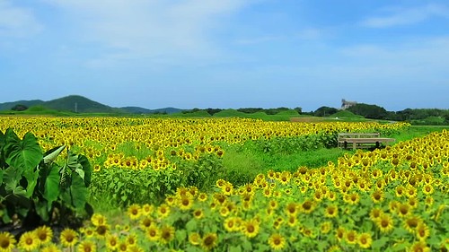 timelapse: Sunflower Farm