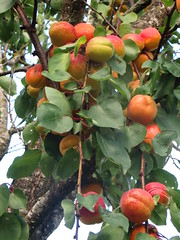 Et plus d-abricots ... - Photo of Persquen