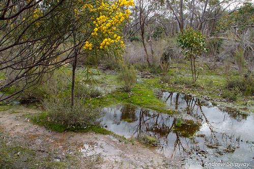 bushwalking landscape kaiserstuhlconservationpark barossaranges barossa barossavalley dewnr nationalpark southaustralia mountloftyranges