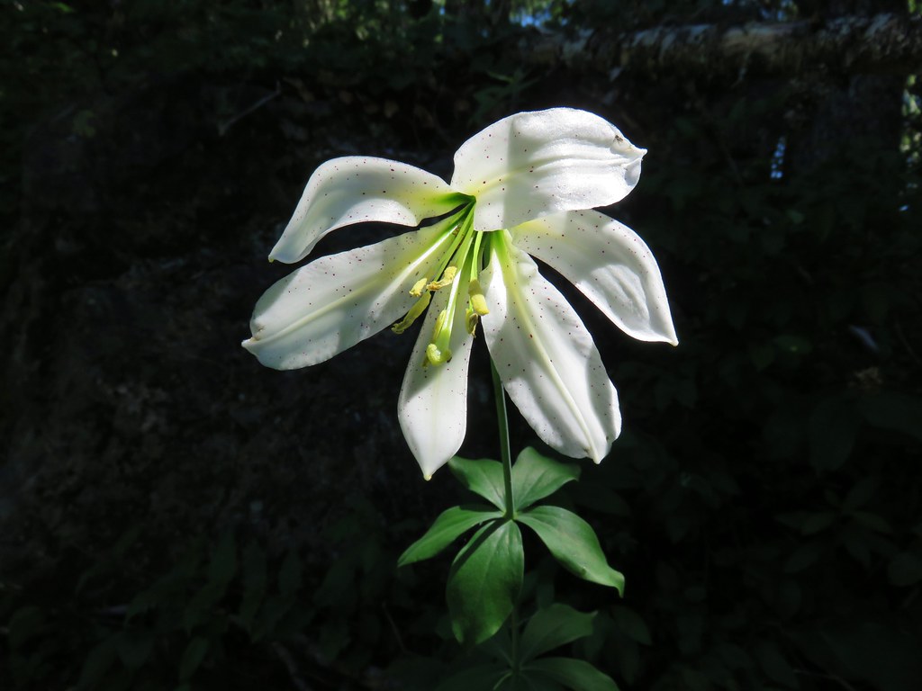 Washington lily