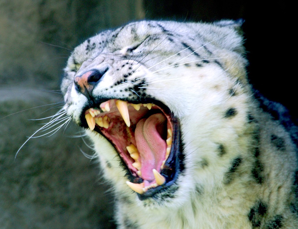 Snow Leopard_6