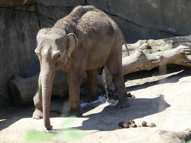 Elefanten, Zoo Köln
