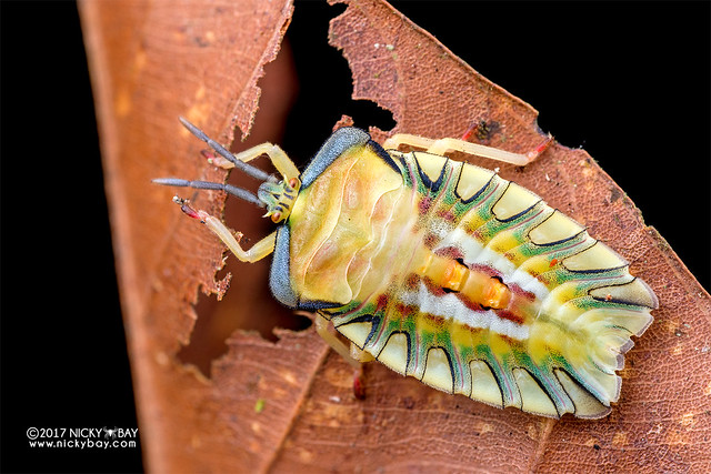 Giant shield bug nymph (Tessaratomidae) - DSC_7196