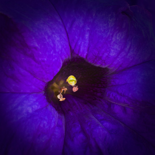 Peeping Purple Petunia--3216