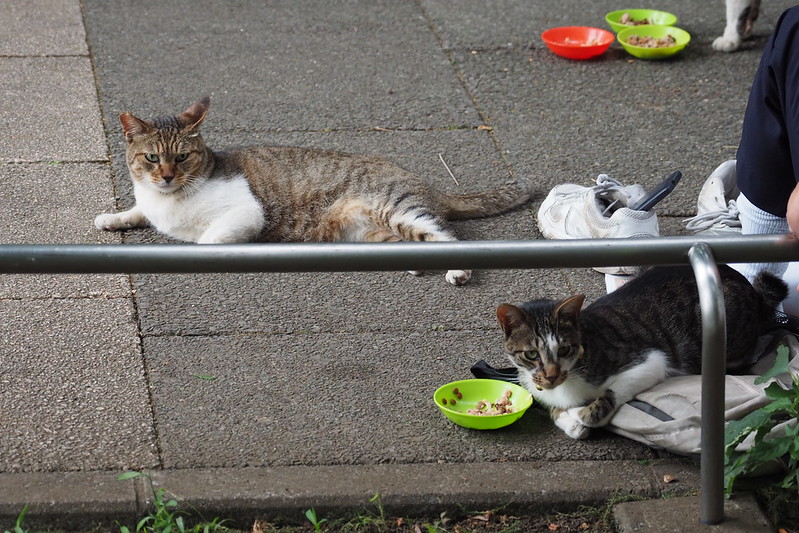 東池袋中央公園の猫。広場でお食事中の猫達。