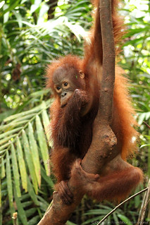 Orangutan Foundation International Orangutan of the Month Andrena