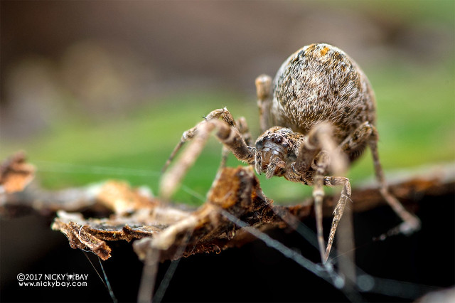 Feather-legged spider (Uloboridae) - DSC_7596