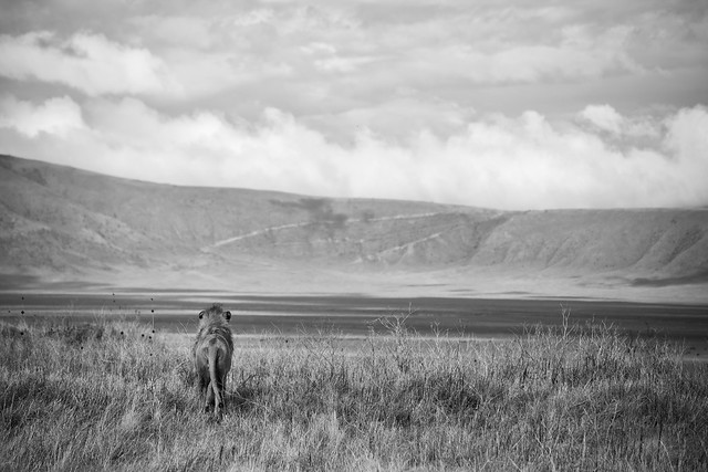 The Lions of Ngorongoro Crater