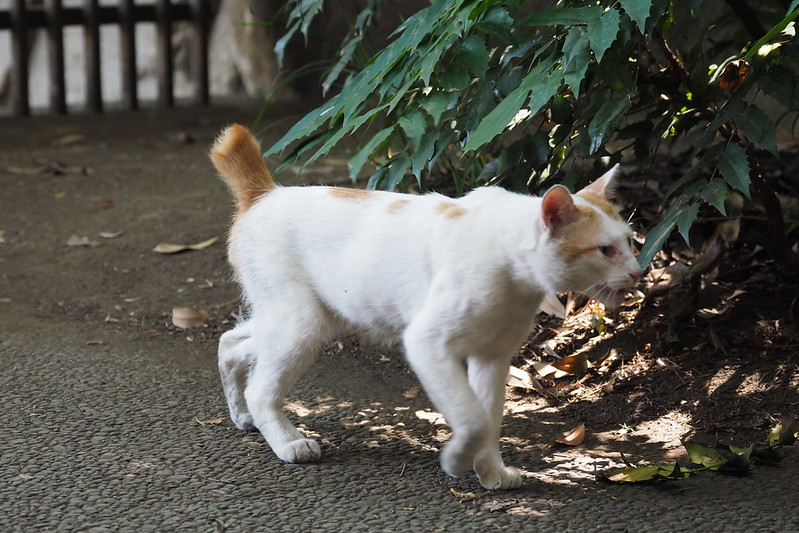 東池袋中央公園の猫。春生まれの白茶ブチ