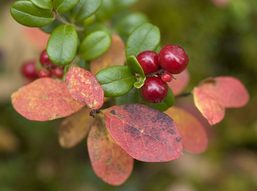 Low bush cranberries, also known as lingonberries or by their Dena'ina name hey gek'a, are among the many edibles growing across Yaghanen.