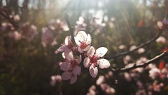 Peach Tree Blossoms 1