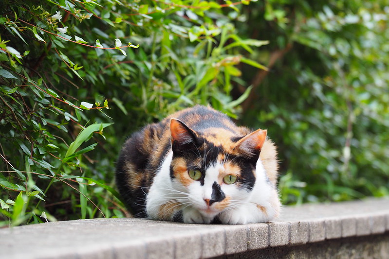 池袋駅前公園うちの小春さんに興味津々な三毛猫。