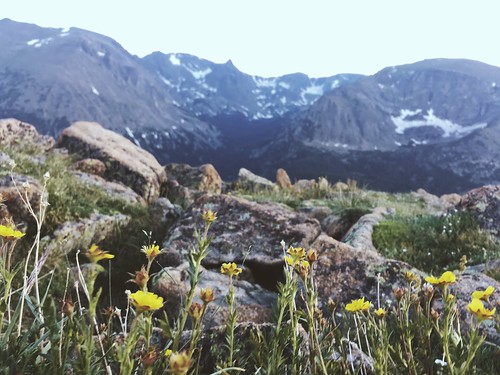 Wildflowers and moutains.