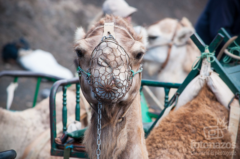 Echadero de los Camellos en Timanfaya, Lanzarote