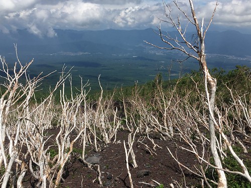 Slushflow-affected trees on the flank of Mt. Fuji