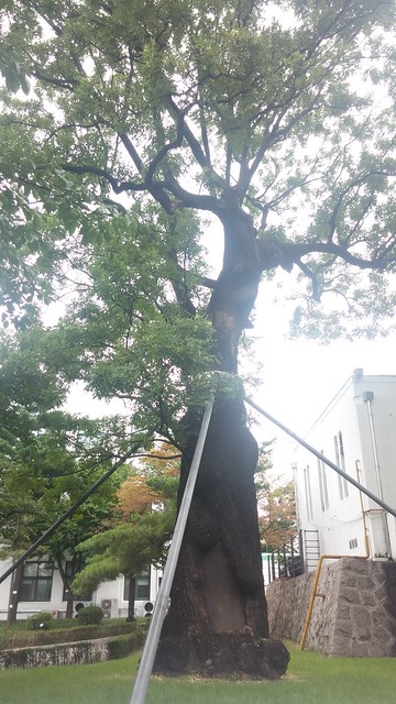 정독도서관 | 300살 회화나무